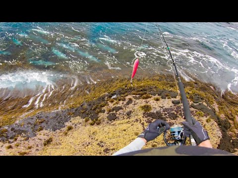 Dropped my Lure in PACK ATTACK at my Feet