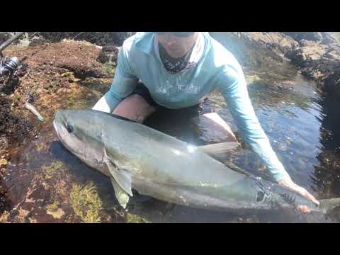 Dropping my Lure on This Giant