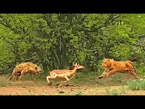 Leopard Hyena Fight Over Impala While it Tries to Run Away