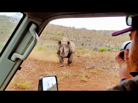 Black Rhino Charges Car