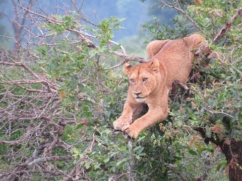 Lions Climb a Tree