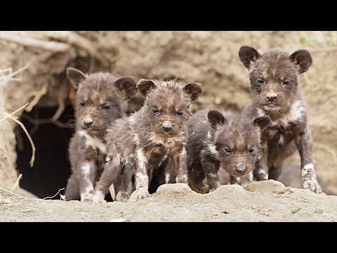 Wild Dog Puppies Emerge for the First Time Super Cute