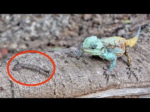 Lizard Stalks Hunts Insects
