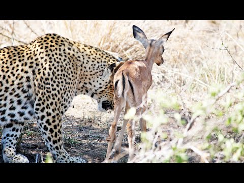 When the Leopard Lies Down With the Impala Lamb