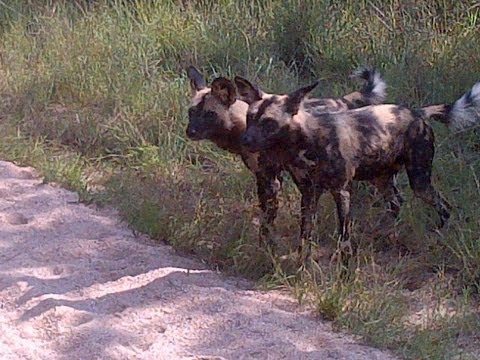 Wild Dogs Play With A Herd Of Zebras