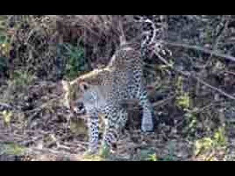 3 Leopards Lose Their Kill To A Crocodile 1 September 2013