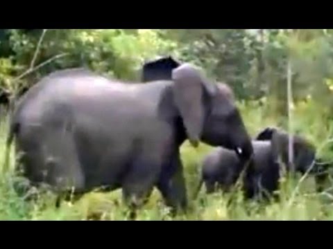 Elephant herd with a cute baby Kruger Sightings 23 Feb 2011