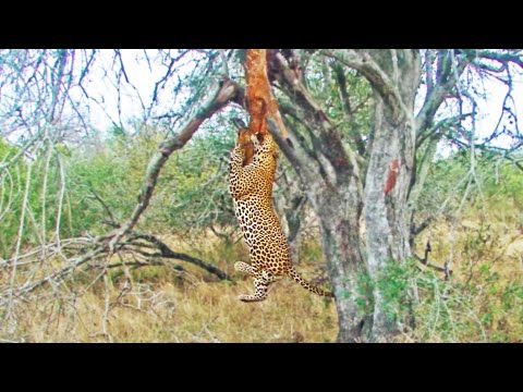 Leopard s Gym Workout Pull Ups with a Buck