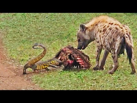 Lizard Protects Zebra Meal by Slapping Hyena in the Face