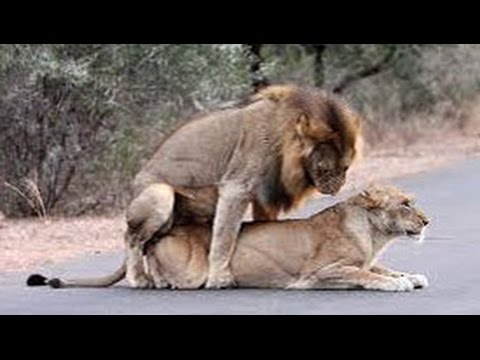 Lions Mating in the Road Latest Wildlife Sightings