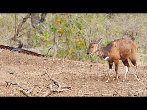 Buck Doesn t See The Python Stalking It