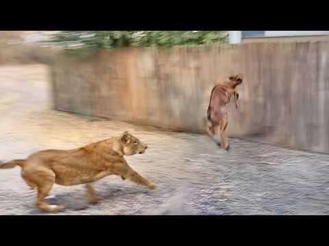 Buck Crashes Into Fence to Escape From Lion