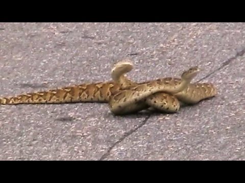 Puff Adder Snakes Fighting in the Road