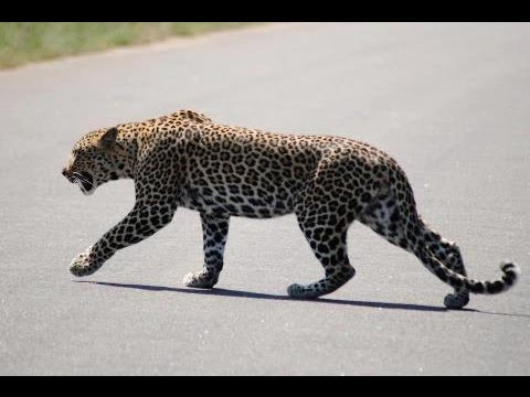 Leopard Marks Territory
