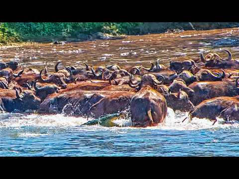 Crocodile Goes After 100s of Buffaloes and Gets Trampled