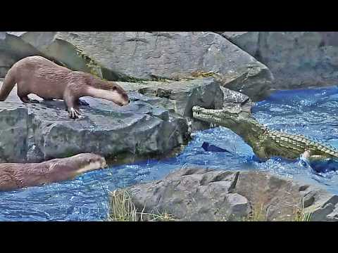 Crocodile Fights Otters for Fishing Spot After They Bite it