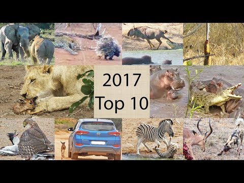 2017 s Top 10 Wildlife Sightings Compilation