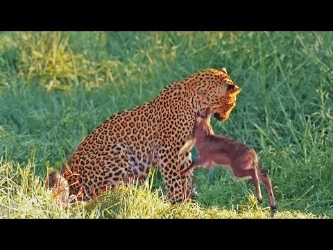 Leopard Gets Head Butted by Baby Buck Trying to Fight Back