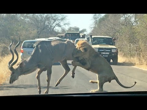 Male Lion Takes on Kudu in the Road