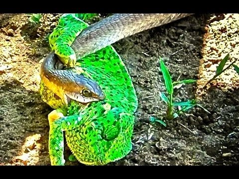 Snake Female Boomslang Hunts Chameleon Latest Wildlife