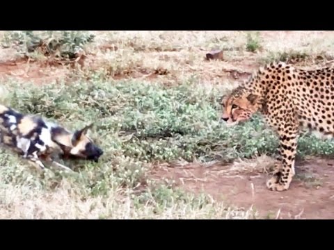 Wild Dogs vs Cheetah Standoff Over a Kill