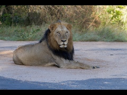 18 Lions Block Traffic on Bridge