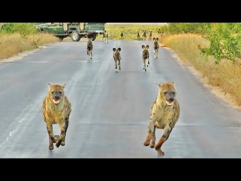 Hyenas Say We outta here When 20 Wild Dogs Charge In