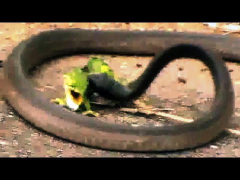 Battle Between a Boomslang Snake and a Flap Necked Chameleon