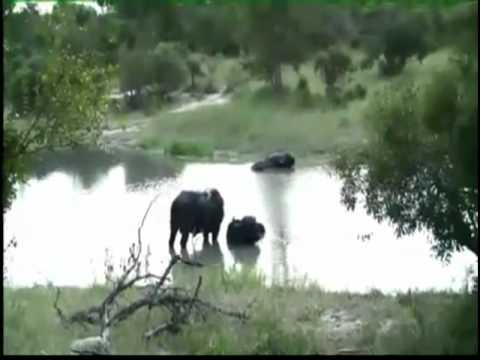 Kruger Sightings Sunset Game Drive February 10 2011