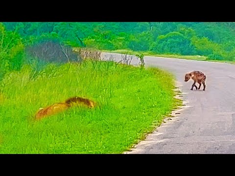 Hyena Cub Walks Right into Huge Male Lion
