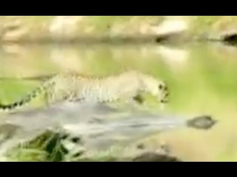 Leopard Goes Fishing Latest Wildlife Sightings