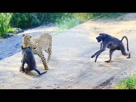 Leopard Pulls Off Perfect Ambush on Baboon But they Fight