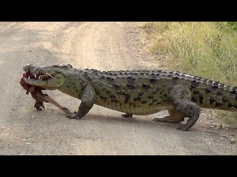 Huge Crocodile Dragging Kill Over the Road