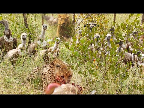 Lion Steals from Vultures that Stole from Cheetah