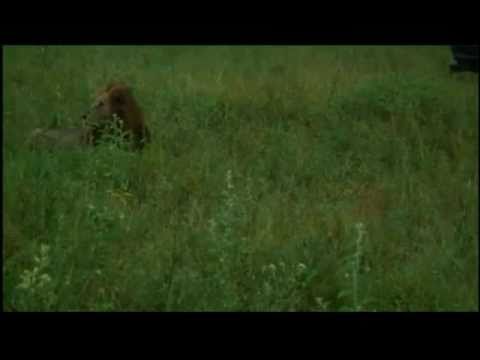 Kruger Sightings Morning Game Drive February 10 2011