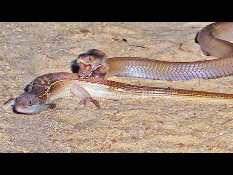 Battle Between Cobra and Lizard