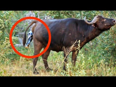 Watch This Wild Buffalo Give Birth