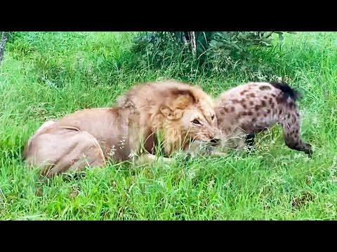 HYENA IN LION S GRIP DEFIES ODDS