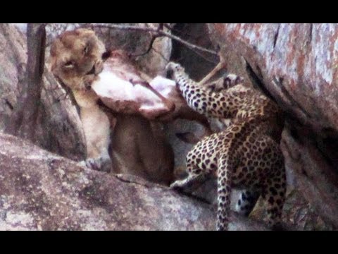 Lioness vs Leopard Latest Sightings
