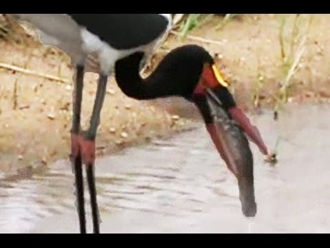 Saddle Billed Stork Struggles to Swallow Fish Perseverance