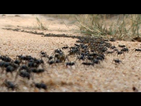 The March Of The Matabele Ants Latest Sightings