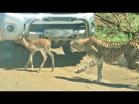 Baby Impala Tries Using Car To Hide From Cheetahs