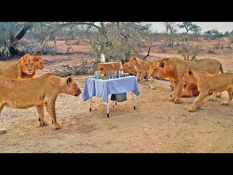 Curious Lions Interrupt Sundowners and Run Off With Cooler