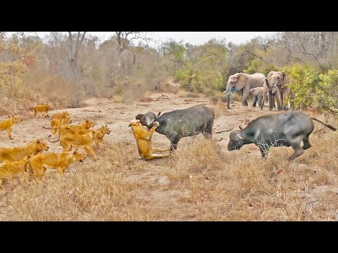 2 Buffaloes 20 Elephants Are No Match for 22 Lions
