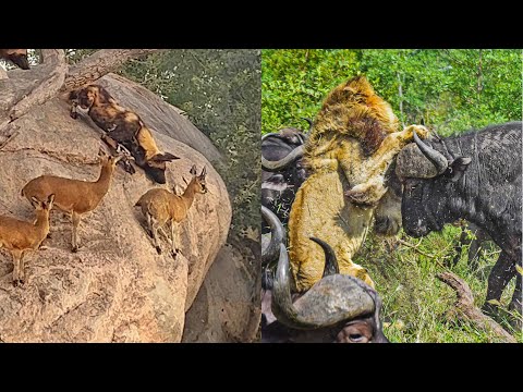 THE BEST ANIMAL SIGHTINGS OF 2022
