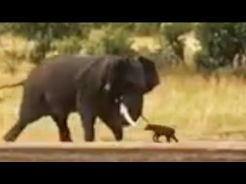 Baby Buffalo Shows Elephant Who s Boss