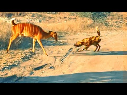 Desperate Buck Tries Drowning Wild Dog to Escape