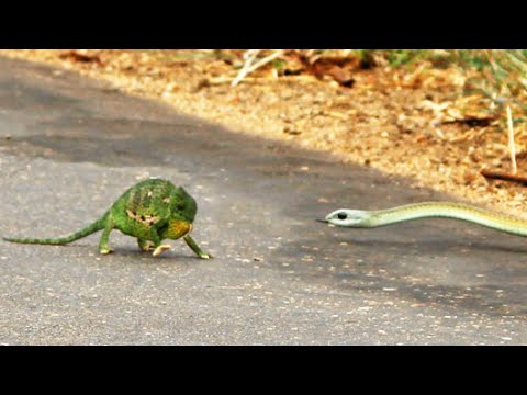 Boomslang Snake Kills a Chameleon Quickly Swiftly