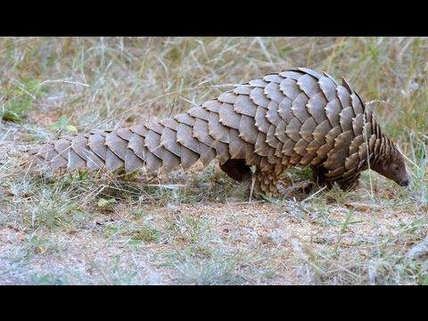 Pangolin Digging For Food Latest Sightings