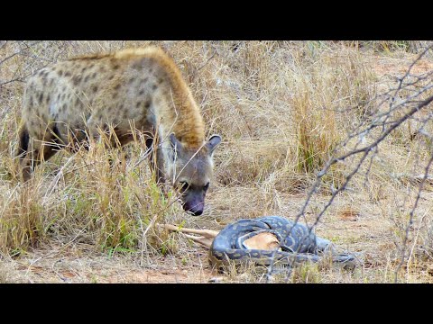 Hyena Steals Impala from Python